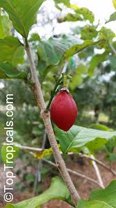 Attēlu rezultāti vaicājumam “Potentilla argentea fruit”