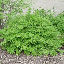 Attēlu rezultāti vaicājumam “Ribes alpinum leaf”