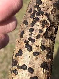 Attēlu rezultāti vaicājumam “Hypoxylon fuscum”