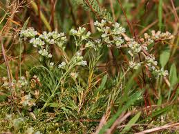 Attēlu rezultāti vaicājumam “Scleranthus annuus flower”