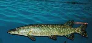 Attēlu rezultāti vaicājumam “Esox lucius”