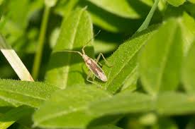 Attēlu rezultāti vaicājumam “Psallus sp. imago”