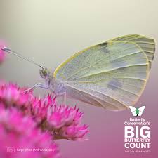 Attēlu rezultāti vaicājumam “Pieris brassicae female”