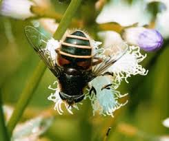 Attēlu rezultāti vaicājumam “Hylecoetus dermestoides female”