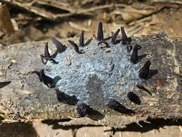 Attēlu rezultāti vaicājumam “Stemonitis axifera stalked”