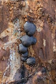 Attēlu rezultāti vaicājumam “Amaurochaete atra”