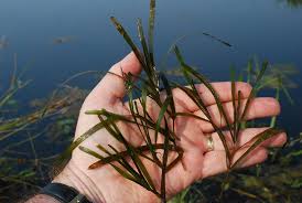 Attēlu rezultāti vaicājumam “Potamogeton compressus”