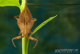 Attēlu rezultāti vaicājumam “Nepa cinerea”