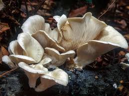 Attēlu rezultāti vaicājumam “Pleurotus ostreatus”