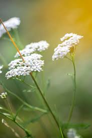 Attēlu rezultāti vaicājumam “Achillea millefolium flower”