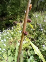 Attēlu rezultāti vaicājumam “Cardamine bulbifera”