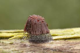 Attēlu rezultāti vaicājumam “Stemonitis axifera var. smithii young”