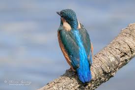 Image result for Kingfisher Twirling Team