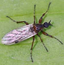 Attēlu rezultāti vaicājumam “Bibionidae female”