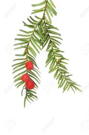 Attēlu rezultāti vaicājumam “Taxus baccata fruit”