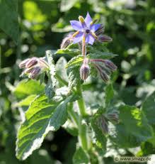 Image result for Borretsch