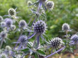 Attēlu rezultāti vaicājumam “Eryngium planum fruit”