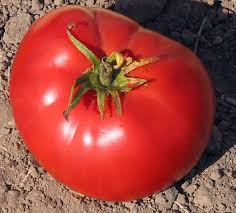 Afbeeldingsresultaat voor brandywine sudduth tomato