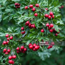 Attēlu rezultāti vaicājumam “Crataegus monogyna fruit”