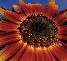 Image result for Sonnenblume