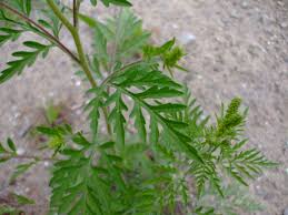 Attēlu rezultāti vaicājumam “Ambrosia artemisiifolia leaf”