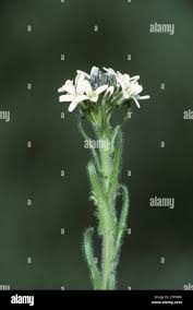 Attēlu rezultāti vaicājumam “Arabis hirsuta flower”