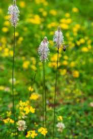 Attēlu rezultāti vaicājumam “Plantago media”