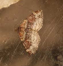 Attēlu rezultāti vaicājumam “Xanthorhoe spadicearia”