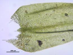 Attēlu rezultāti vaicājumam “Drepanocladus aduncus”