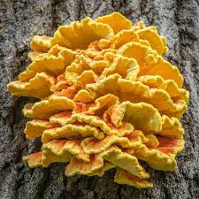 Attēlu rezultāti vaicājumam “Laetiporus sulphureus”