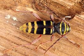 Attēlu rezultāti vaicājumam “Plagionotus detritus”