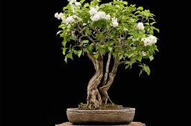 Attēlu rezultāti vaicājumam “Badhamia lilacina sessile”