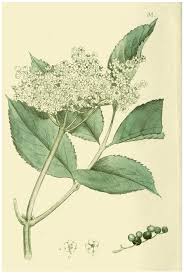 Attēlu rezultāti vaicājumam “Adoxaceae”