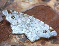 Attēlu rezultāti vaicājumam “Macaria notata”