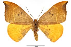 Attēlu rezultāti vaicājumam “Watsonalla binaria”