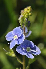 Image result for Veronica chamaedrys