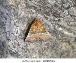 Attēlu rezultāti vaicājumam “Scoliopteryx libatrix”