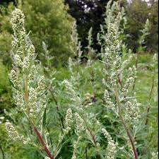 Image result for Artemisia vulgaris