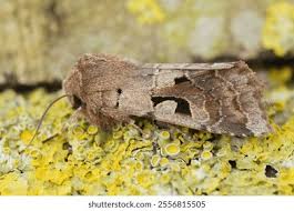 Attēlu rezultāti vaicājumam “Orthosia gothica”