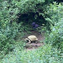 Image result for Ashcombe Valley Archers