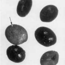 Attēlu rezultāti vaicājumam “Menyanthes trifoliata fruit”