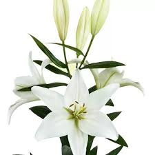 Image result for Lilie