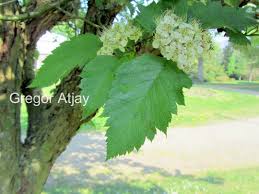 Attēlu rezultāti vaicājumam “Crataegus chlorosarca”