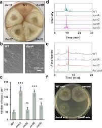 Attēlu rezultāti vaicājumam “Comatricha elegans spores”