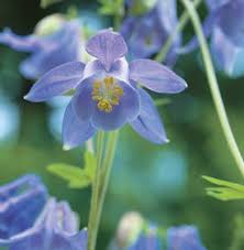 Attēlu rezultāti vaicājumam “Aquilegia vulgaris flower”