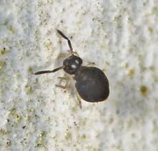 Attēlu rezultāti vaicājumam “Symphypleona”