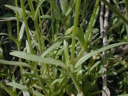 Attēlu rezultāti vaicājumam “Cnidium dubium”