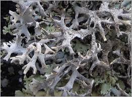 Attēlu rezultāti vaicājumam “Pseudevernia furfuracea”