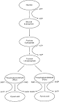 glycolysis: Definition from Answers.