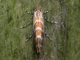 Attēlu rezultāti vaicājumam “Cameraria ohridella”